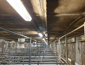 Rekonstrukce haly chovu prasat